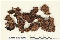 藏品(成長梅衣)的圖片